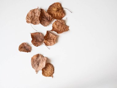 Sonbahar kompozisyonu. Beyaz arka planda kurumuş ıhlamur yaprakları. Sonbahar ya da sonbahar, Şükran Günü konsepti. Düz konum, üst görünüm, kopyalama alanı