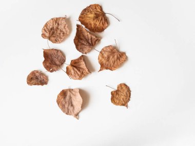 Sonbahar kompozisyonu. Beyaz arka planda kurumuş ıhlamur yaprakları. Sonbahar ya da sonbahar, Şükran Günü konsepti. Düz konum, üst görünüm, kopyalama alanı