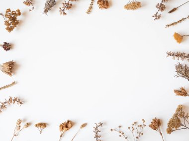 Kurumuş sonbahar çerçevesi beyaz arka planda farklı bitkiler ve çiçekler. Üst Manzara. Düz yatıyordu. Boşluğu kopyala