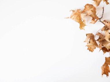 Çiçek bahçesi şeftali renginde taze, bereketli paskalya çiçekleriyle dolu..