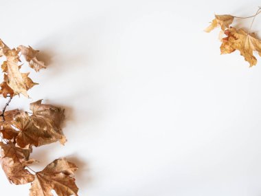Sonbahar kompozisyonu. Beyaz arka planda sonbahar kurumuş akçaağaç yapraklarından yapılmış çerçeve. Düz konum, üst görünüm, kopyalama alanı