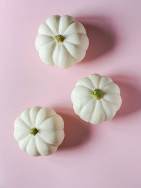 Pembe arka planda sonbahar dekoratif beyaz balkabaklarının botanik çiçek kompozisyonu. Uzayı kopyala Üst Manzara. Düz yatıyordu