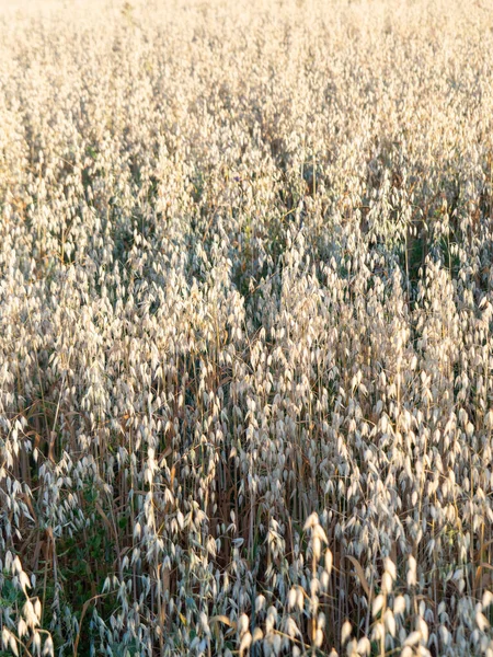 Ripe Beige Braids Ripe Oats Field — Stock Photo, Image