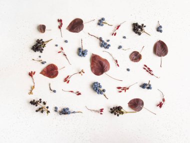 Beyaz dokuya sahip çeşitli meyve yaprakları ve yabani ağaç yaprakları. Botanik geçmişi. Üst Manzara. Düz yatıyordu