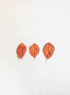 Beyaz desenli arka planda mükemmel olmayan üç kırmızı sonbahar yaprağının minimalist kompozisyonu. Üst Manzara. Boşluğu kopyala