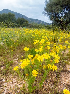 Altın papatya büyüyen İtalyan çayır alan