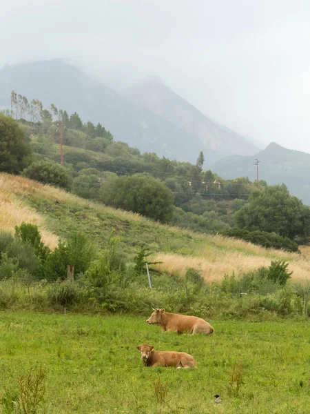 Cerdeña Italia Mayo 2018 Ganado Lechero Campo Cerdeña — Foto de Stock