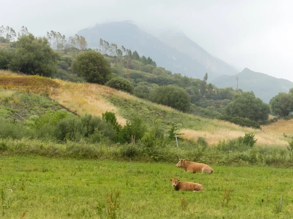 Cerdeña Italia Mayo 2018 Ganado Lechero Campo Cerdeña — Foto de Stock