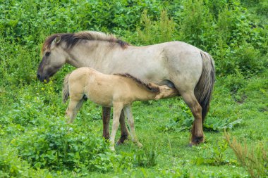 konik at yavru anne Oostvaardersplassen doğa rezerv içme