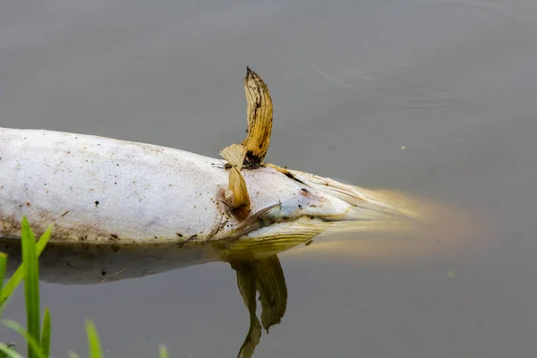 Luccio Morto Grande Settentrionale Galleggiante Nel Lago Olandese Vicino Leida — Foto Stock