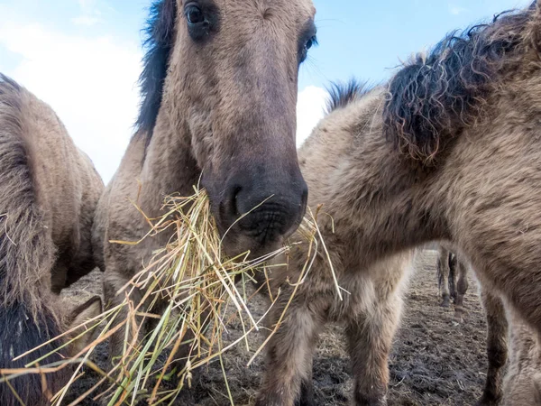 Caballos Konik Salvajes Comiendo Heno Oostvaardersplassen Los Países Bajos — Foto de Stock