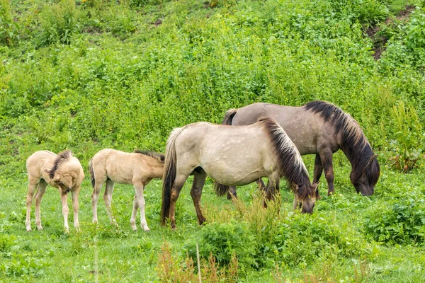 Junge Wilde Konik Pferdefohlen Und Erwachsene Auf Der Grünen Weide — Stockfoto