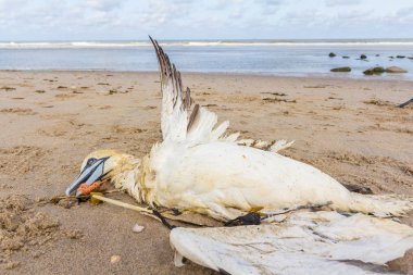 ölü Kuzey gannet plastik balık ağı Kijkduin kumsalda karaya yıkanmış tuzağa Lahey, Hollanda