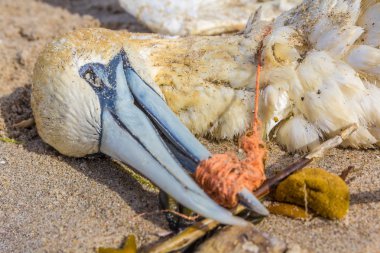 balık ağı gagası sarılmış plastik ölü Kuzey gannet yıkanmış karaya Kijkduin kumsalda Lahey
