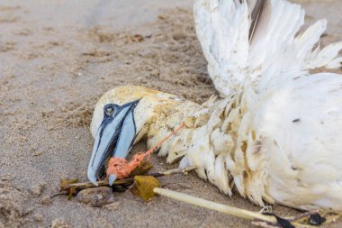 Lahey plastik balık ağı Kijkduin kumsalda karaya yıkanmış ölü Kuzey gannet tuzak