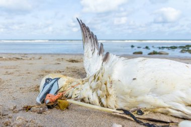 Lahey plastik balık ağı Kijkduin kumsalda karaya yıkanmış ölü Kuzey gannet tuzak