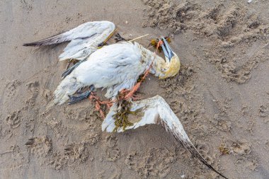 Lahey plastik balık ağı Kijkduin kumsalda karaya yıkanmış ölü Kuzey gannet tuzak