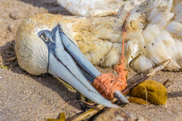 balık ağı gagası sarılmış plastik ölü Kuzey gannet yıkanmış karaya Kijkduin kumsalda Lahey