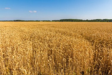 geniş alan Hollandalı kırsal kesimde altın buğday