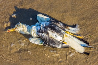 ölü Kara sırtlı martı karaya beach, Kijkduin üzerinde Lahey, Hollanda yıkanmış