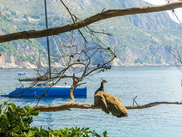 Isola Locrum Duascar Nik Croazia Agosto 2018 Pavone Residente Che — Foto Stock