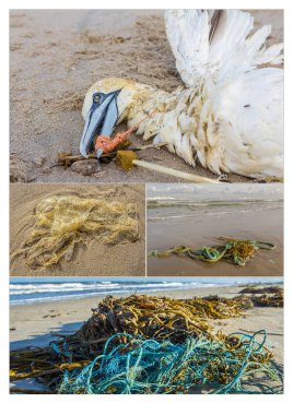 ölü Kuzey gannet karaya Kijkduin kumsalda Lahey yıkanmış net ve plastik kirliliği Balık tutma plastik tuzağa ile kolaj