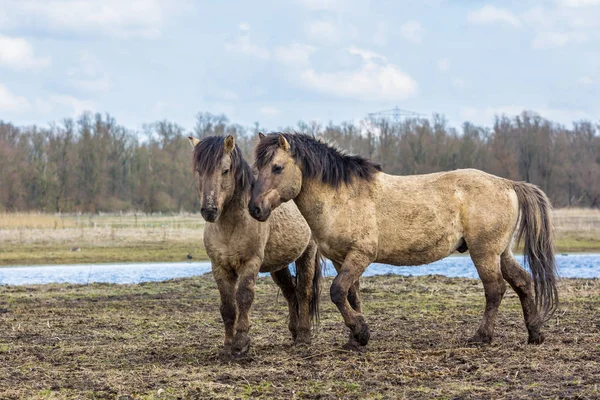 Konik Caballo Joven Potro Abrigo Invierno Marzo Oostvaardersplassen Los Países — Foto de Stock