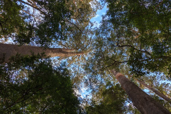 Big Eucalyptus Tall Trees Growing Hastings Caves State Reserve Tasmania — Stock Photo, Image