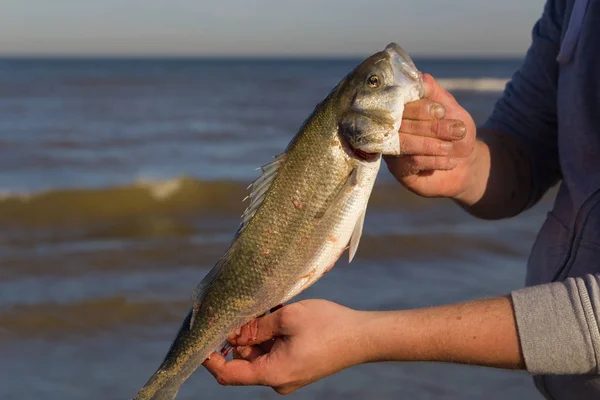 Zbliżenie Rybaka Gospodarstwa Świeżo Złowione Labraksów Plaży Wody Fale Niebo — Zdjęcie stockowe