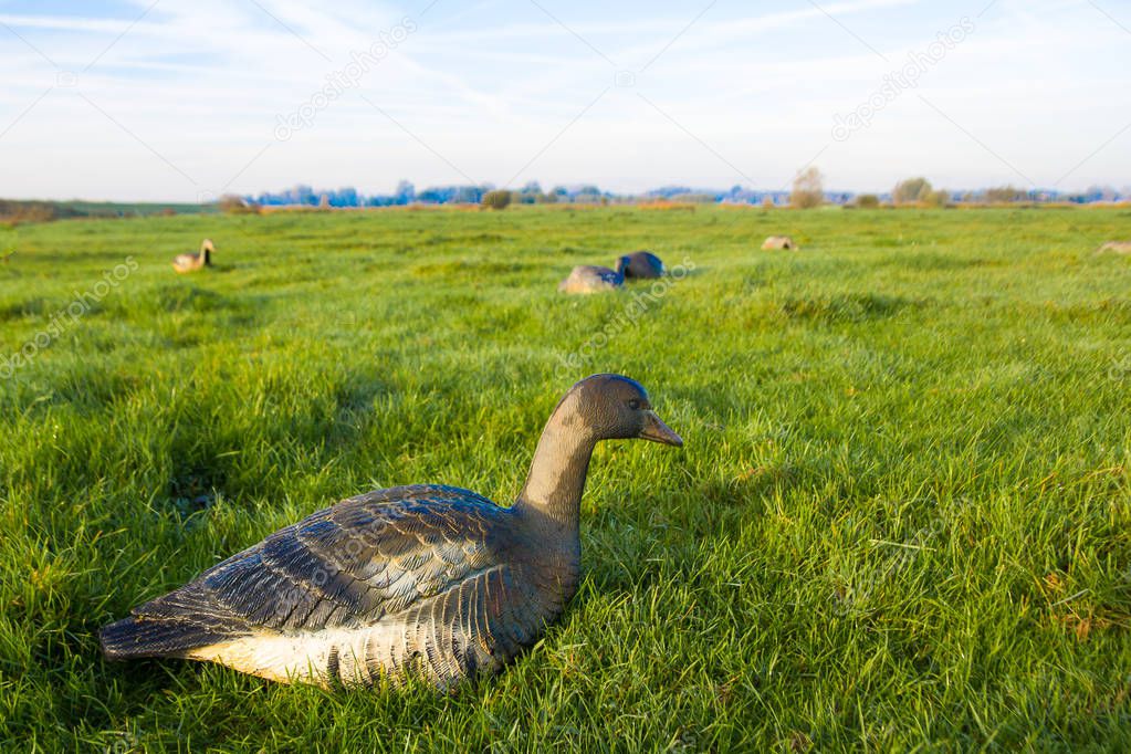 closeup of greylag goose hunting decoy  in Dutch farmland
