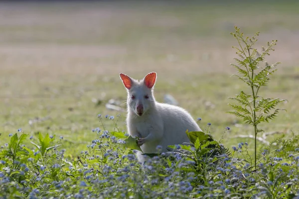 nadir beyaz albino kanguru Bruny Adası Tazmanya üzerinde otlatma