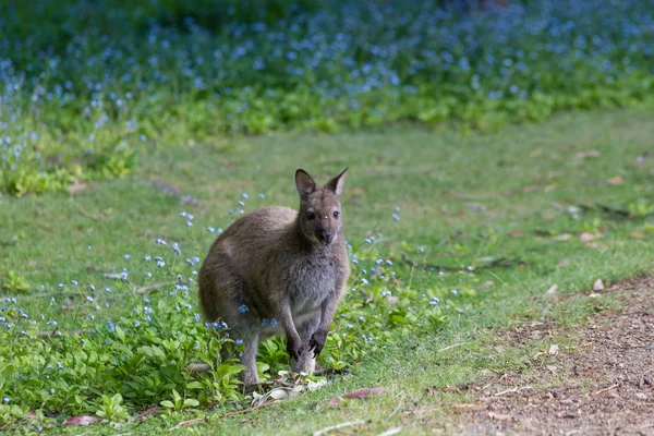 Wallaby Bennett Adventure Bay Bruny Island Tasmania Australia —  Fotos de Stock