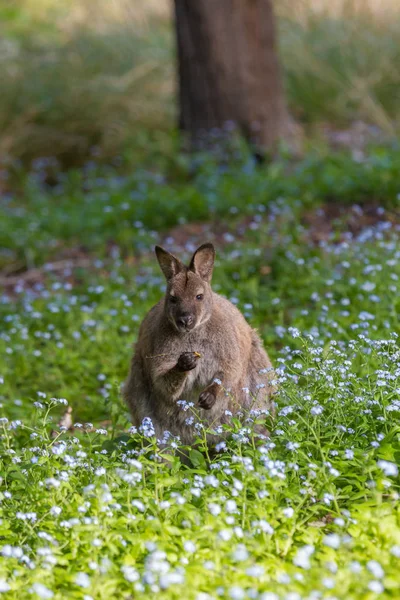 Wallaby Bennett Adventure Bay Bruny Island Tasmania Australia —  Fotos de Stock