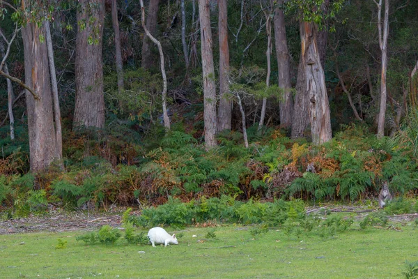 Wallaby Blanco Pastando Pasto Frente Bosque — Foto de Stock