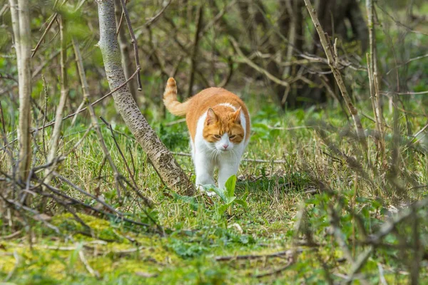 2016 オランダ ハーグ砂丘 歩く野生のローミング猫森林砂丘土地獲物を探して — ストック写真