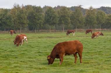 kahverengi ve beyaz sığır yemyeşil yaz arazide Hollandalı alanındaki