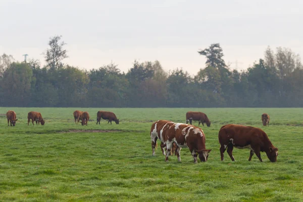 Kahverengi Beyaz Sığır Yemyeşil Yaz Arazide Hollandalı Alanındaki — Stok fotoğraf