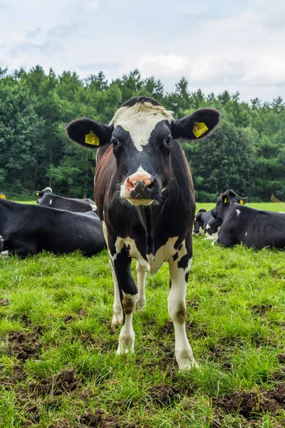 Siyah Beyaz Holstein Fresian Inekler Yemyeşil Bir Yaz Aylarında Hollandalı — Stok fotoğraf