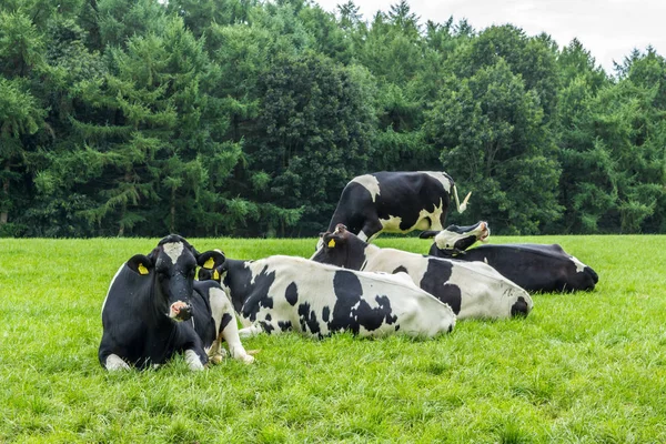 Siyah Beyaz Holstein Fresian Inekler Yemyeşil Bir Yaz Aylarında Hollandalı — Stok fotoğraf
