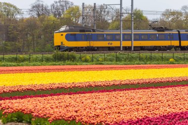 Zuid Holland, the Netherlands - 23 April 2017: Dutch electric train passing through typical Dutch spring flower fields clipart