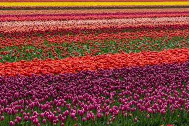 canlı renk lale alan Hollanda