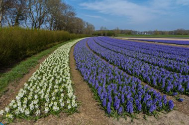 Hollanda çiçek alan bahar beyaz ve mor sümbül çiçek satırlarla