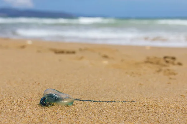 Pez Gelatina Botella Azul Varado Playa Tasmania Clifton Australia — Foto de Stock