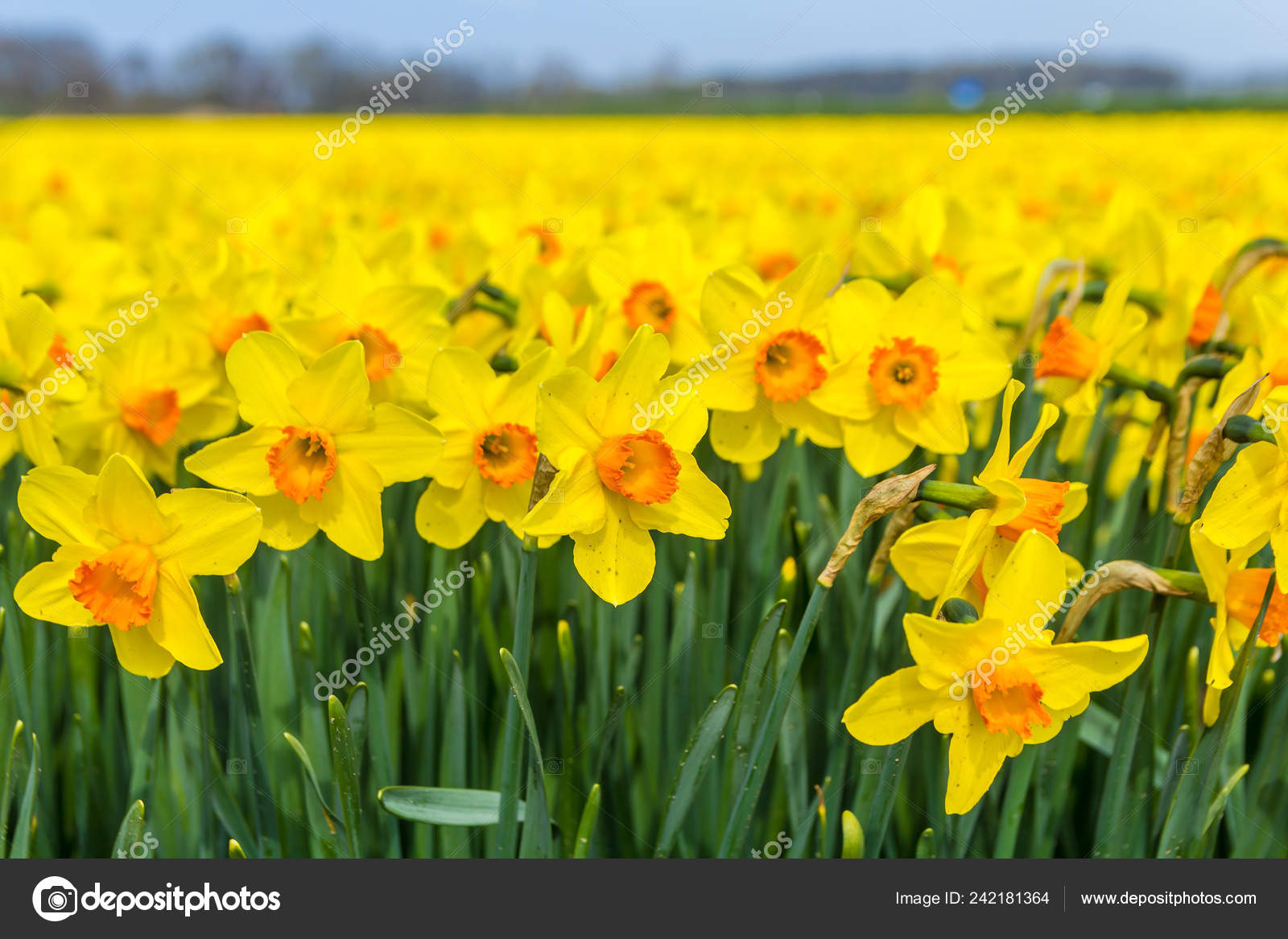 黄色荷兰水仙花关闭低视角与蓝天背景 图库照片 C Andrewbalcombe Hotmail Com