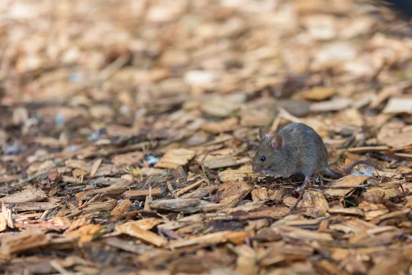 Ratón Casa Mus Musculus Busca Alimentos Entorno Urbano — Foto de Stock