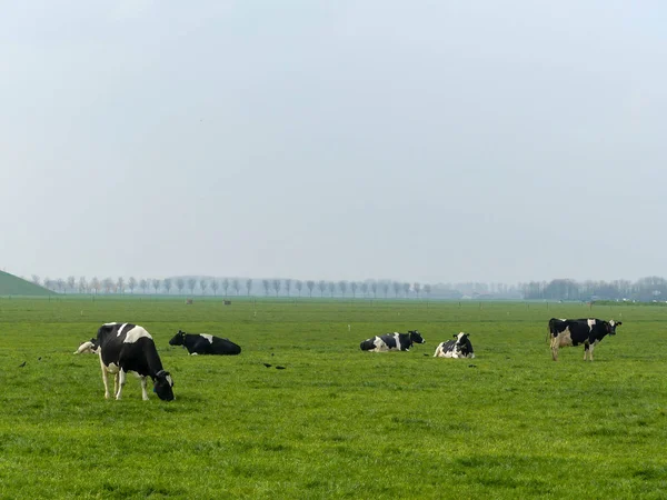 Çim Mera Bir Alanda Siyah Beyaz Fresian Holstien Süt Sığır — Stok fotoğraf