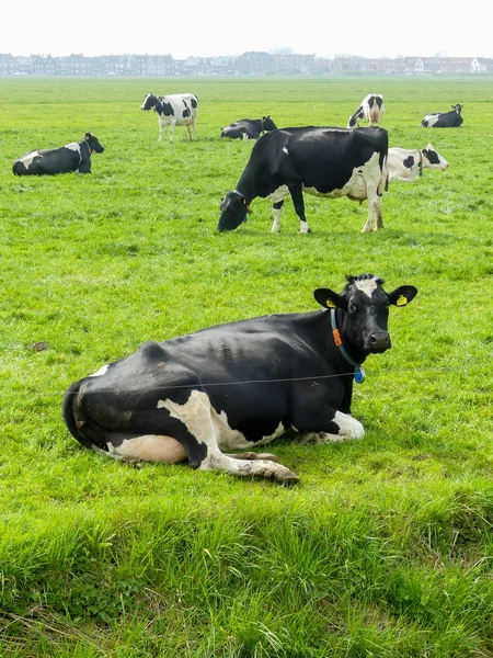 Çim Mera Bir Alanda Siyah Beyaz Fresian Holstien Süt Sığır — Stok fotoğraf