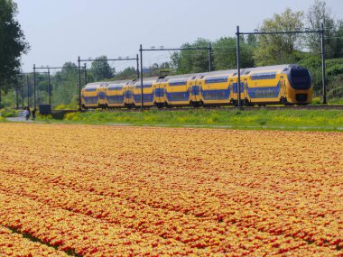 Zuid Holland, Hollanda - 24 Nisan 2019: Hollanda elektrikli şehir içi tren lale çiçeği tarlalarından geçiyor
