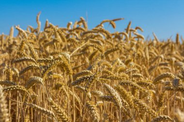 Doğal mavi gökyüzü arka plan ile altın buğday tahıl ürün closeup