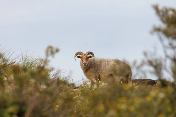 Uraltes Freies Wandern Durchtränkt Die Heideschafe Die Den Dünen Des — Stockfoto